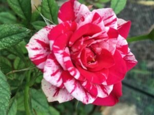 Pink white Rose - Plant