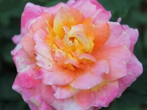 Rose (Pink Yellow) - Plant