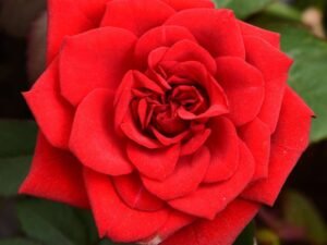 Rose (Red) - Plant