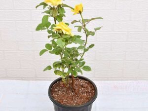 Rose (Yellow) - Plant