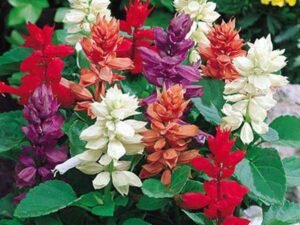 Salvia splendens (Any Color) - Plant