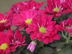 Pink Shevanti, Chrysanthemum (Pink) - Plant