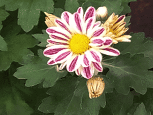 White Pink Shevanti, Chrysanthemum (White, Pink) - Plant