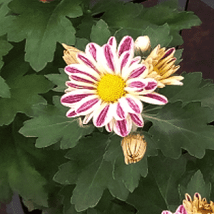 Shevanti, Chrysanthemum (White, Pink) - Plant