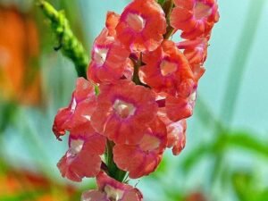 Pink Stachytarpheta - Plant