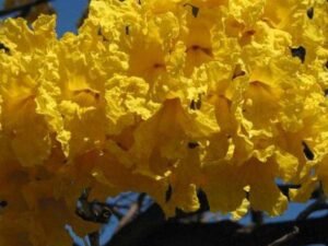 Tabebuia argentea, Tecoma argentea - Plant