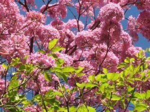 Tabebuia avellanedae, Pink Trumpet - Plant