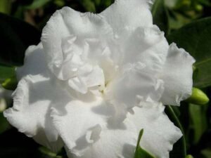 Tagar Double - Plant