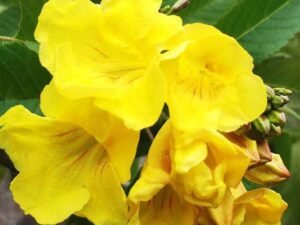 Tecoma (Shrub, Any Color) - Plant