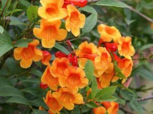 Orange Tecoma (Shrub) - Plant
