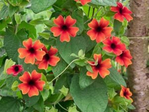 Thunbergia (Any Color) - Plant