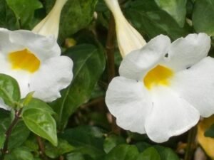 White Thunbergia Erecta Alba, Thunbergia Erecta Alba, Meyenia Erecta Alba (White) - Plant