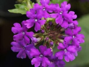 Verbena (Any Color) - Plant