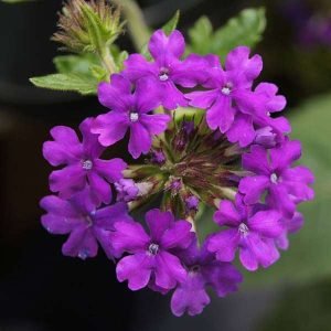 Verbena (Any Color) - Plant