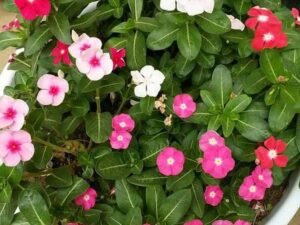Vinca, Catharanthus roseus (Any Color) - Plant