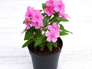 Vinca, Catharanthus roseus Lavender - Plant