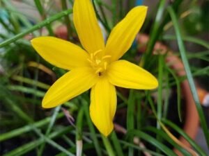 Zephyranthes Citrina (Yellow) - Plant