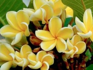 Plumeria, Champa (Yellow) - Plant