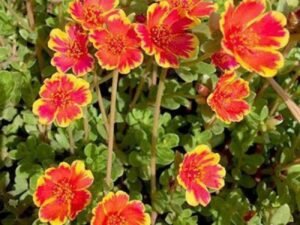 Portulaca, 10 O Clock (Sunrise) - Plant