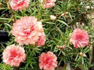 Portulaca, 9 O Clock (Peach) - Plant