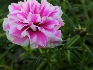 Pink White Portulaca, 9 O Clock (Pink, White) - Plant