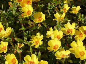 Portulaca, 10 O Clock (Yellow) - Plant