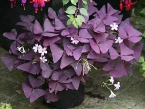 Purple Shamrock, Oxalis Triangularis - Plant