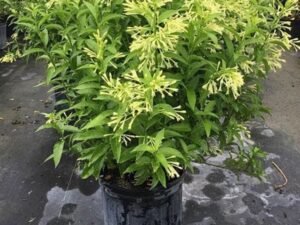Raat Ki Rani, Raat Rani, Night Blooming Jasmine - Plant