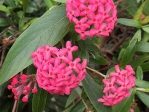 Rondeletia Leucophylla, Panama Rose - Plant