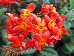 Rondeletia Odorata, Fragrant Panama rose - Plant