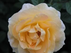 Light Yellow Rose - Plant