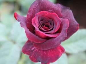 Maroon Rose - Plant