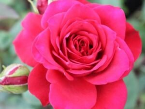 Rose (Any Color) - Plant