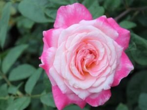 White pink Rose - Plant