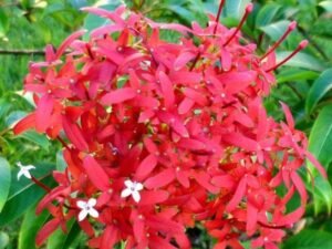 Rubia ornamentale - Plant