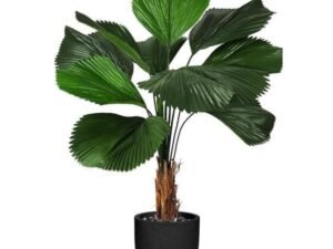 Ruffled latan palm. - Plant