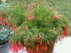 Russelia (Red) - Plant