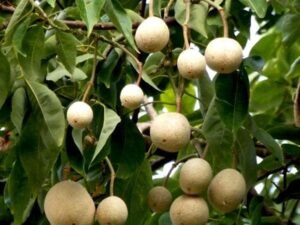 Sacred Barna Tree, Varun - Plant