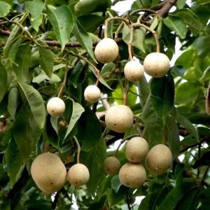 Sacred Barna Tree, Varun - Plant