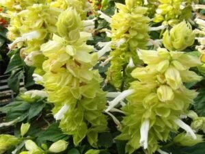 Salvia Splendens Light Yellow - Plant