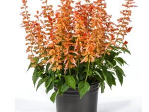 Salvia Splendens Orange - Plant