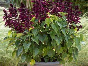 Purple Salvia Splendens - Plant