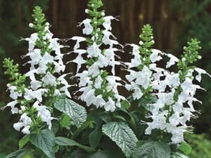 Salvia Splendens White - Plant