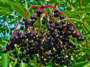 Sambucus Nigra, Elderberry, Black Elder - Plant