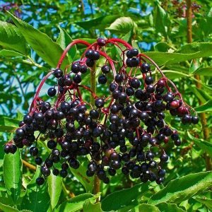 Sambucus Nigra, Elderberry, Black Elder - Plant