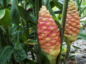 Shampoo Ginger, Zingiber zerumbet - Plant
