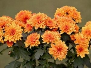 Orange Shevanti, Chrysanthemum (Orange) - Plant