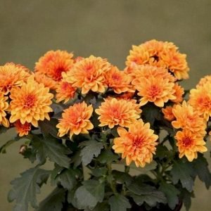 Shevanti, Chrysanthemum (Orange) - Plant