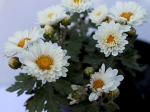 Shevanti, Chrysanthemum sunflower white - Plant