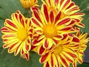 Shevanti, Chrysanthemum (Yellow, Red) - Plant